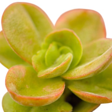 Vendita Crassula swaziensis | La Succulenta Vellutata | MondoPiante