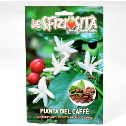 Semi Pianta del Caffè