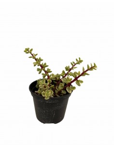 Pianta Grassa Portulacaria...