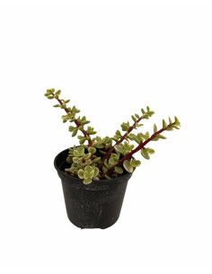 Vendita Portulacaria afra Variegata| Bonsai degli Elefanti|MondoPiante