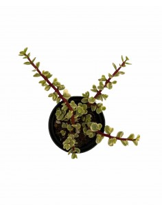 Pianta Grassa Portulacaria... 2