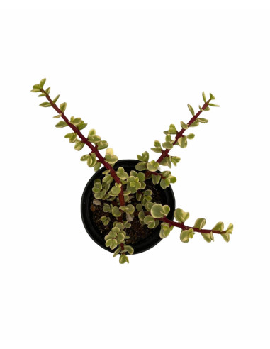 Vendita Portulacaria afra Variegata| Bonsai degli Elefanti|MondoPiante