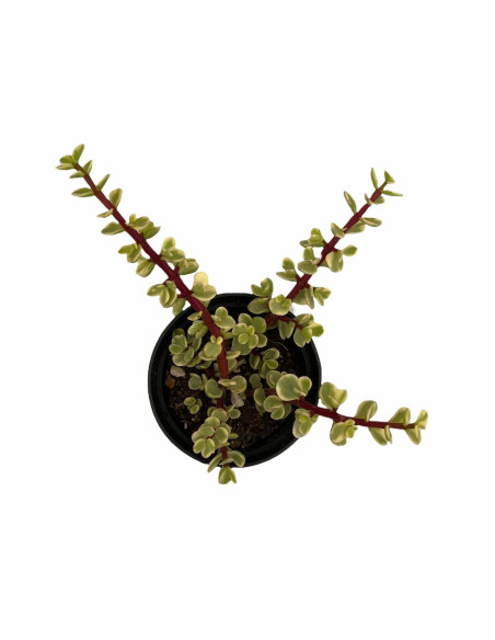 Vendita Portulacaria afra Variegata| Bonsai degli Elefanti|MondoPiante