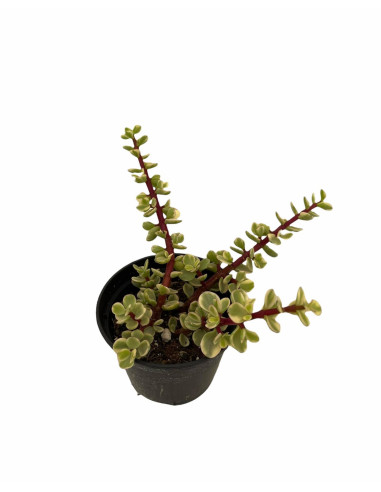 Vendita Portulacaria afra Variegata| Bonsai degli Elefanti|MondoPiante