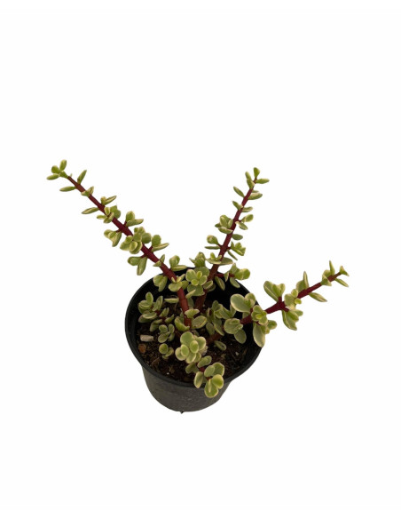 Vendita Portulacaria afra Variegata| Bonsai degli Elefanti|MondoPiante