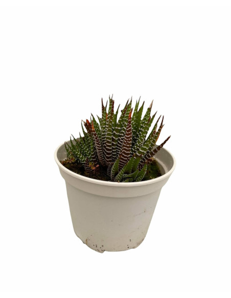 Vendita Pianta Grassa Haworthia Attenuata | MondoPiante