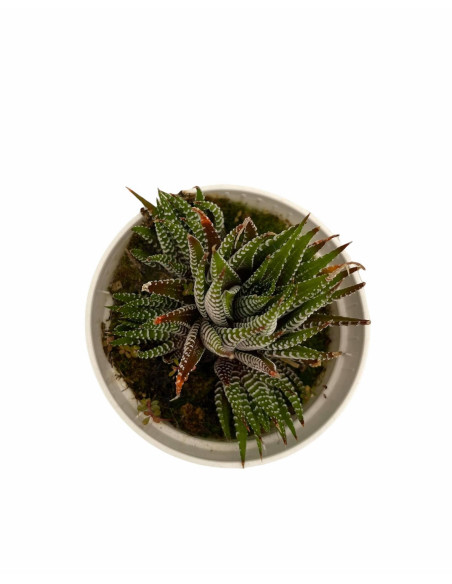 Vendita Pianta Grassa Haworthia Attenuata | MondoPiante