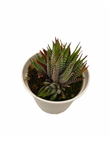 Vendita Pianta Grassa Haworthia Attenuata | MondoPiante