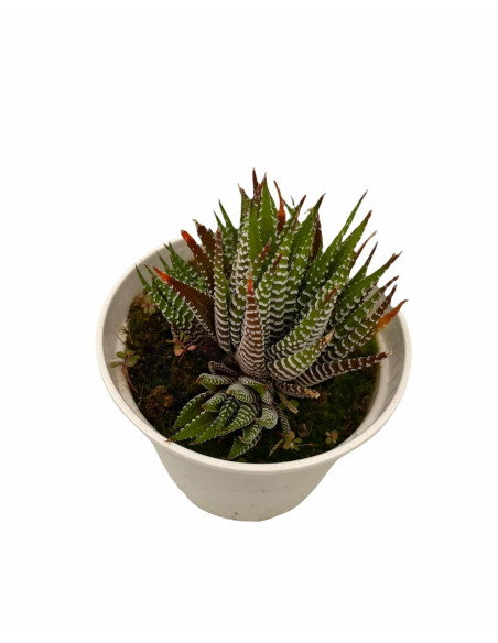 Vendita Pianta Grassa Haworthia Attenuata | MondoPiante