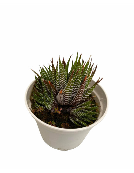Vendita Pianta Grassa Haworthia Attenuata | MondoPiante