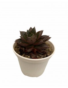 Pianta Grassa Crassula...