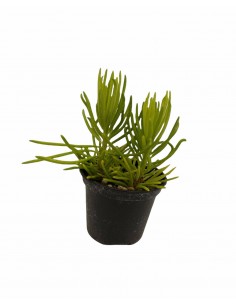 Pianta Grassa Senecio...