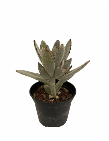 Kalanchoe Tomentosa Plant for Sale-Succulent Plants|Mondo Piante