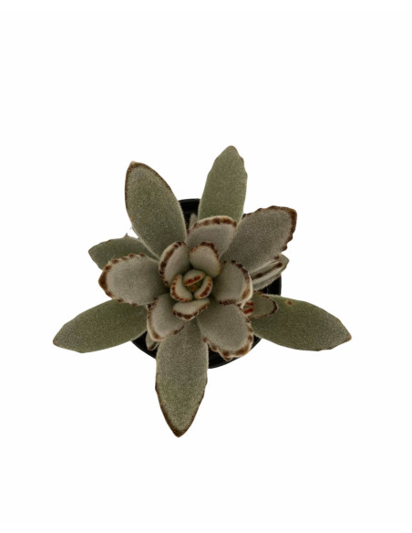 Vendita Pianta Grassa Kalanchoe Tomentosa | MondoPiante