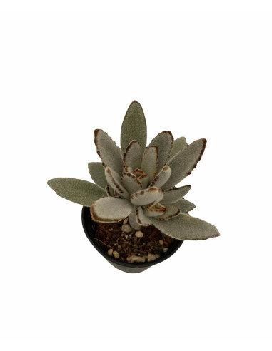 Kalanchoe Tomentosa Plant for Sale-Succulent Plants|Mondo Piante
