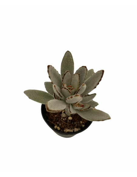 Kalanchoe Tomentosa Plant for Sale-Succulent Plants|Mondo Piante