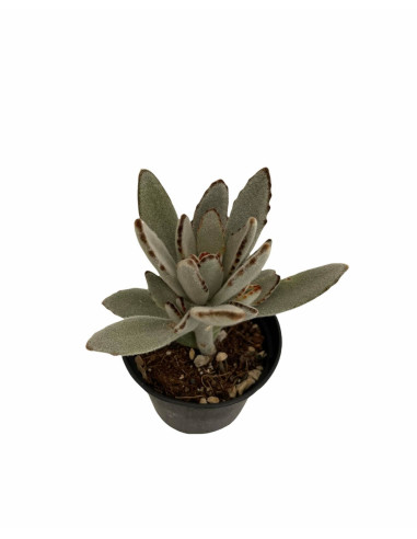Vendita Pianta Grassa Kalanchoe Tomentosa | MondoPiante