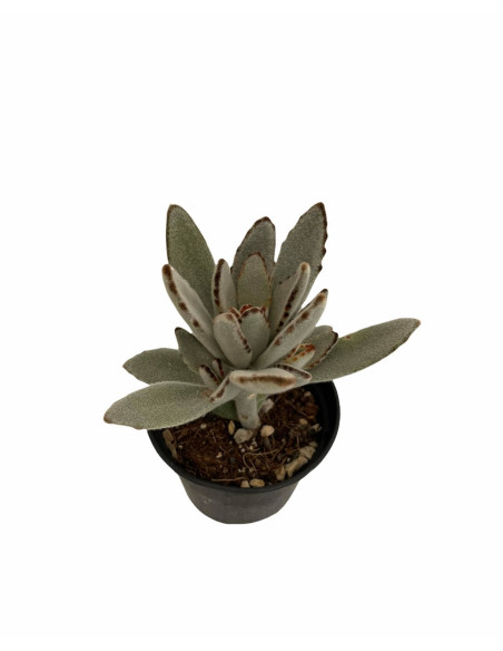 Kalanchoe Tomentosa Plant for Sale-Succulent Plants|Mondo Piante