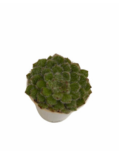 Vendita Pianta Grassa Echeveria Setosa-Piante Grasse | Mondo Piante 2