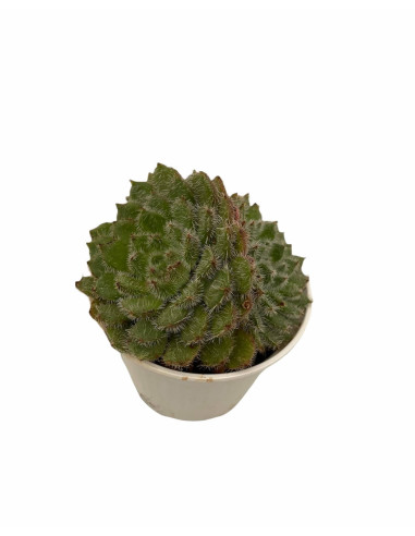 Vendita Pianta Grassa Echeveria Setosa-Piante Grasse | Mondo Piante