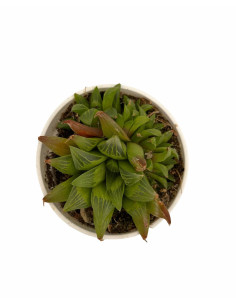 Vendita Haworthia magnifica | La Succulenta d'Elite | MondoPiante 2