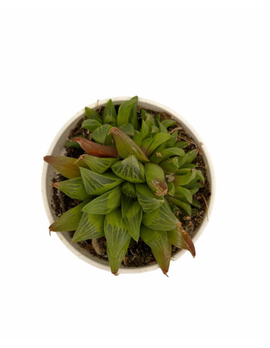 Haworthia Obtusa Plant for Sale-Succulent Plants|Mondo Piante