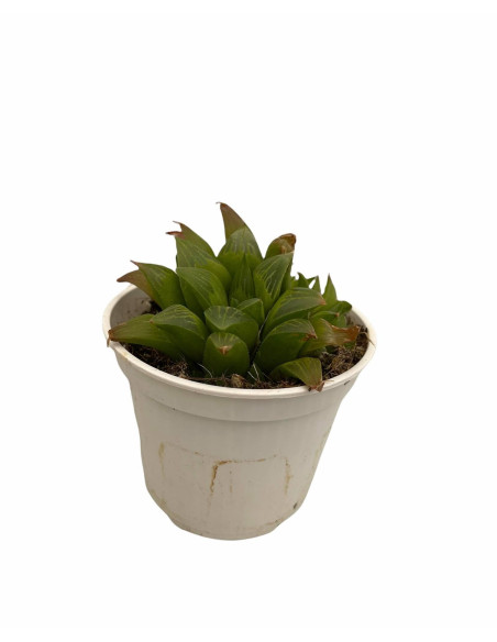 Haworthia Obtusa Plant for Sale-Succulent Plants|Mondo Piante