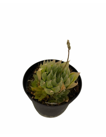 Haworthia Obtusa Plant for Sale-Succulent Plants|Mondo Piante