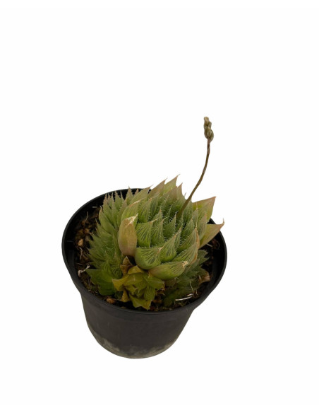 Vendita Haworthia magnifica | La Succulenta d'Elite | MondoPiante