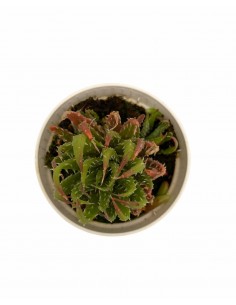 Pianta Grassa Aloe... 2