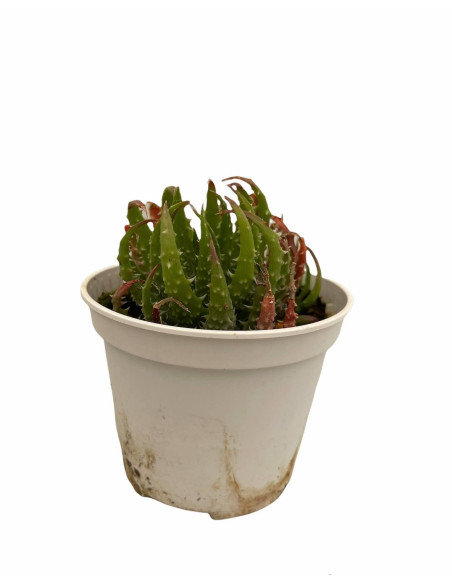 Vendita Aloe rauhii | L'Aloe "Fiocco di Neve" | MondoPiante