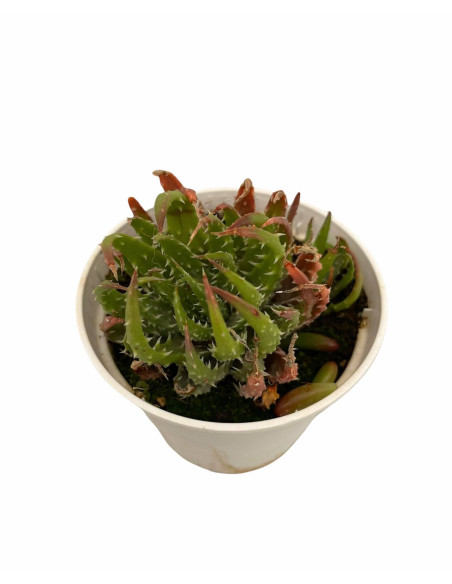 Vendita Aloe rauhii | L'Aloe "Fiocco di Neve" | MondoPiante