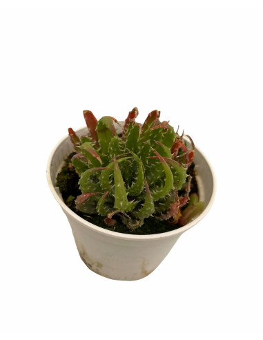 Vendita Aloe rauhii | L'Aloe "Fiocco di Neve" | MondoPiante