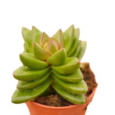 Crassula Cephalophora Plant for Sale-Succulent Plants|Mondo Piante