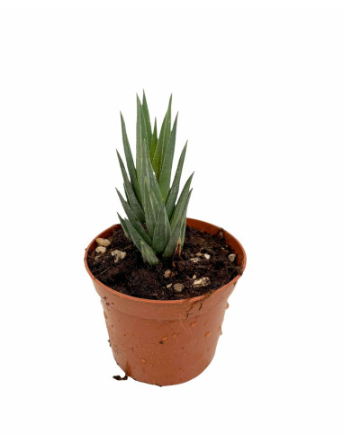 Haworthia Reinwardtii Plant for Sale-Succulent Plants|Mondo Piante