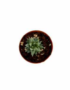 Vendita Haworthia glauca | La Succulenta Azzurra | MondoPiante 2