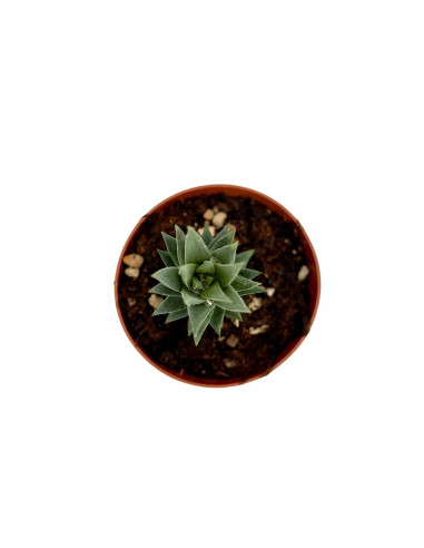 Haworthia Reinwardtii Plant for Sale-Succulent Plants|Mondo Piante