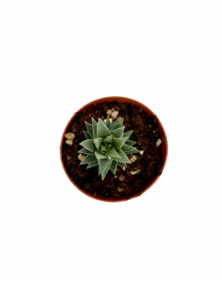 Haworthia Reinwardtii Plant for Sale-Succulent Plants|Mondo Piante