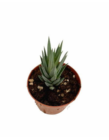 Vendita Haworthia glauca | La Succulenta Azzurra | MondoPiante