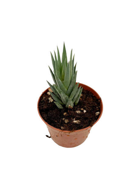 Haworthia Reinwardtii Plant for Sale-Succulent Plants|Mondo Piante