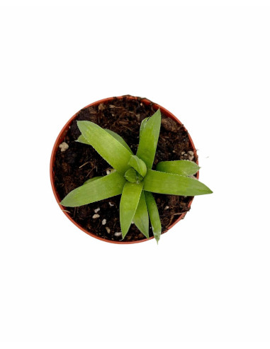 Vendita Pianta Grassa Haworthia nitidula OnLine|Vivaio Mondo Piante