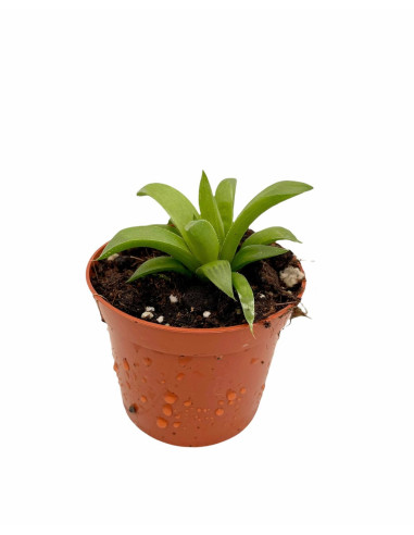 Vendita Pianta Grassa Haworthia nitidula OnLine|Vivaio Mondo Piante