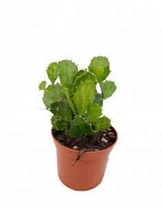 Pianta Grassa Opuntia...