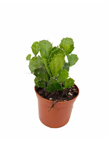 Vendita Opuntia brasiliensis | Il Cactus Albero Tropicale|MondoPiante
