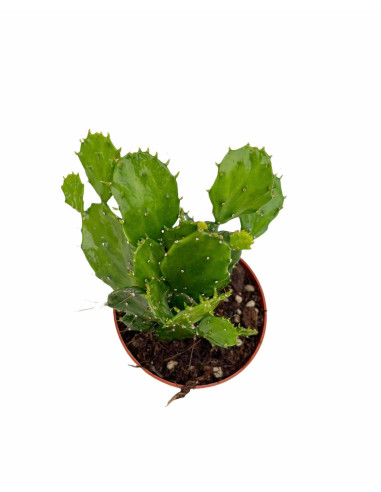 Opuntia Brasiliensis Plant for Sale-Succulent Plants|Mondo Piante
