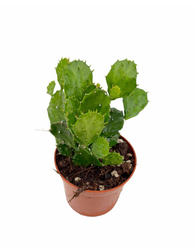 Vendita Opuntia brasiliensis | Il Cactus Albero Tropicale|MondoPiante