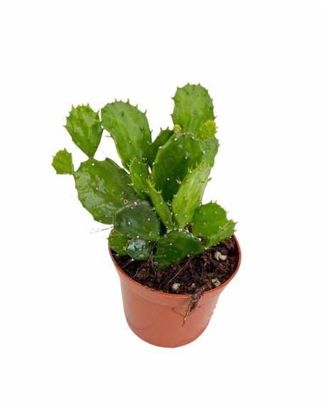 Vendita Opuntia brasiliensis | Il Cactus Albero Tropicale|MondoPiante