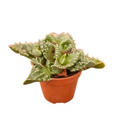 Vendita Faucaria tigrina | La Bocca di Tigre | MondoPiante 2