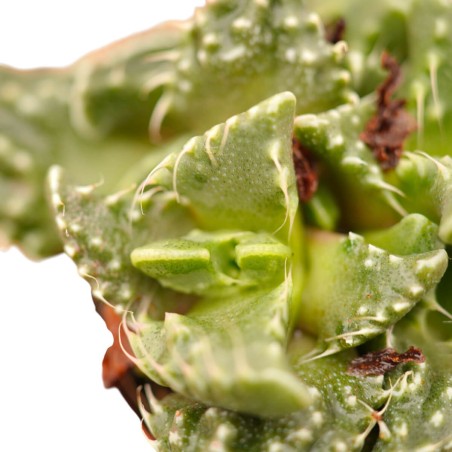 Vendita Faucaria tigrina | La Bocca di Tigre | MondoPiante