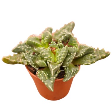 Vendita Faucaria tigrina | La Bocca di Tigre | MondoPiante